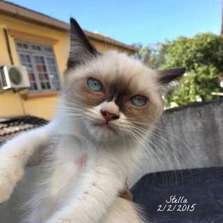 Stella - Siamese + Balinese Cat