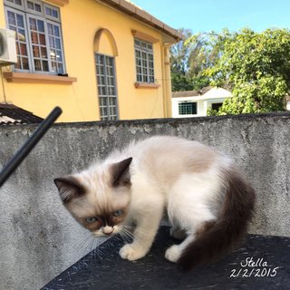 Stella - Siamese + Balinese Cat