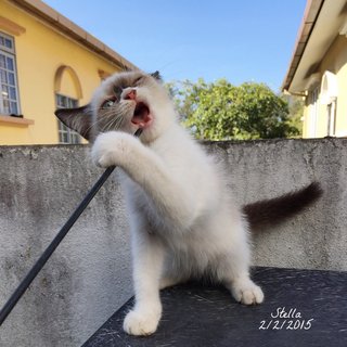 Stella - Siamese + Balinese Cat