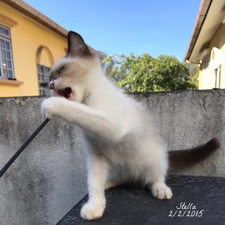 Stella - Siamese + Balinese Cat