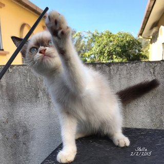 Stella - Siamese + Balinese Cat