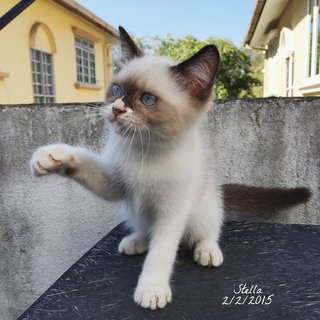 Stella - Siamese + Balinese Cat