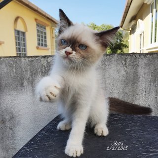 Stella - Siamese + Balinese Cat