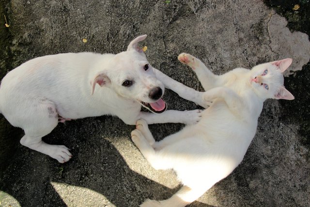 Risky - Mixed Breed Dog