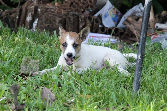 5 Musketeers - Mixed Breed Dog