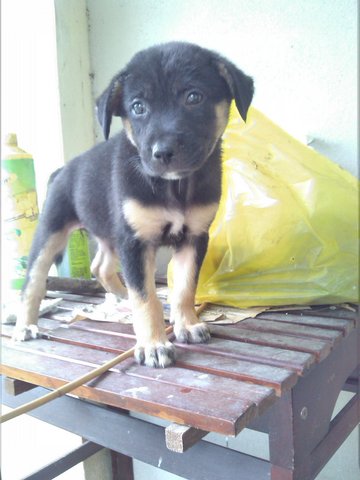 Gaga - Labrador Retriever Mix Dog