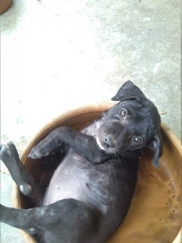 Girlie - Labrador Retriever Mix Dog