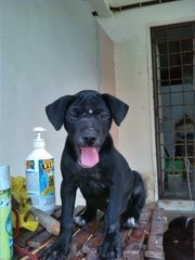 Girlie - Labrador Retriever Mix Dog