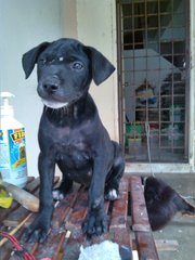 Girlie - Labrador Retriever Mix Dog