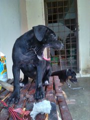 Girlie - Labrador Retriever Mix Dog