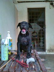 Girlie - Labrador Retriever Mix Dog