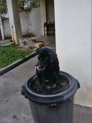 Girlie - Labrador Retriever Mix Dog