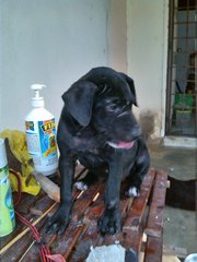 Girlie - Labrador Retriever Mix Dog