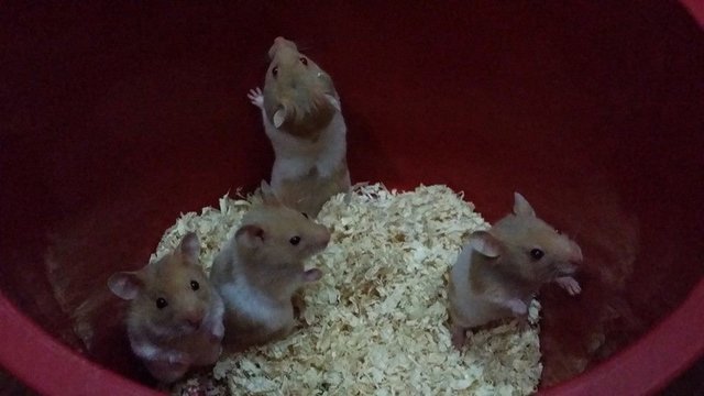 Syrian Hammy - Common Hamster Hamster