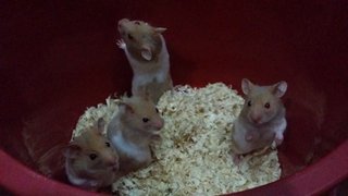 Syrian Hammy - Common Hamster Hamster