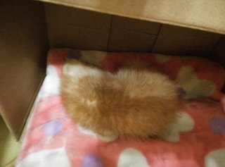 sleeping soundly on a soft blanket after drinking some milk.