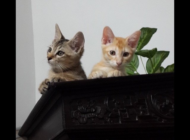 Kittens  - Domestic Short Hair Cat