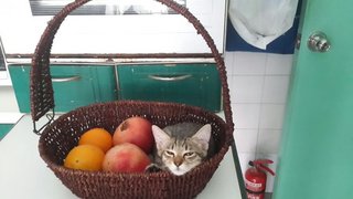 Did someone order the kitty fruit basket?