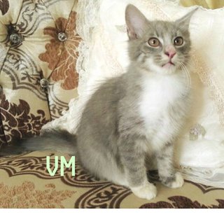 Maru Verra - Domestic Medium Hair Cat