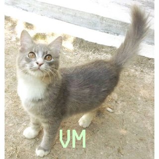 Maru Verra - Domestic Medium Hair Cat