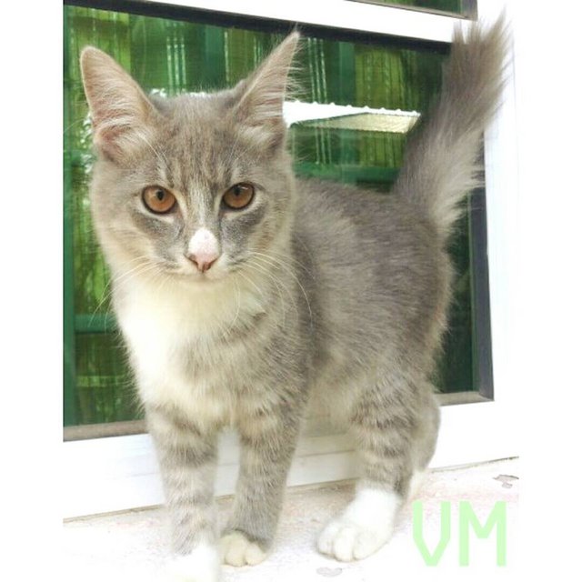 Maru Verra - Domestic Medium Hair Cat