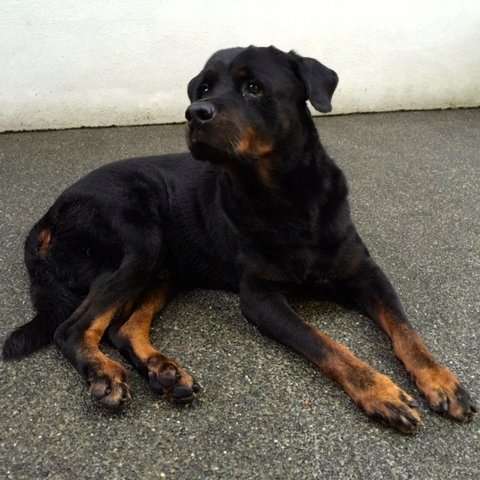 Zack - Rottweiler Dog