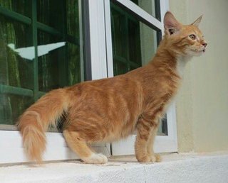 Oyen - Domestic Medium Hair Cat