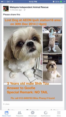 Goofie - Shih Tzu Dog