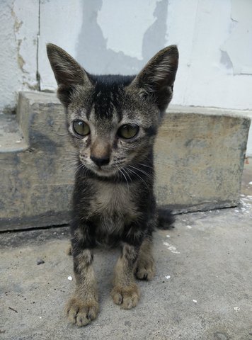 PF64362 - Domestic Medium Hair + Domestic Short Hair Cat