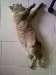 Chopper - Birman + Persian Cat