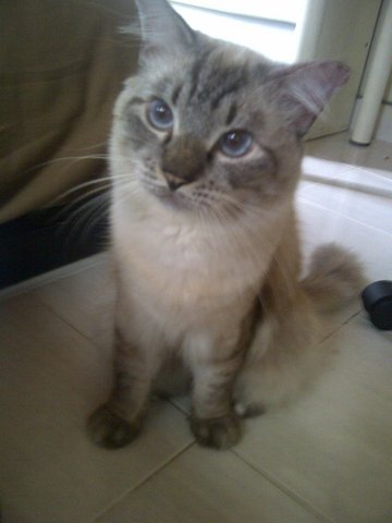 Chopper - Birman + Persian Cat