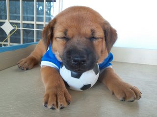 Sleeping puppy