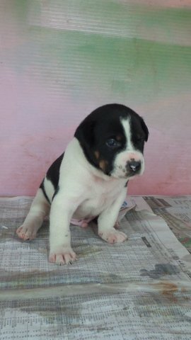 Vum  04 - Mixed Breed Dog