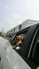 Beagle - Beagle Dog