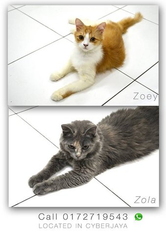 Zoey And Zola - Persian Cat