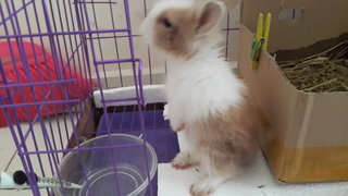 Amber (Lionhead Mix Angora Rabbit) - Angora Rabbit + Lionhead Rabbit