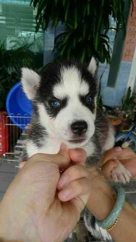 Husky Blue Eyes  - Husky Dog