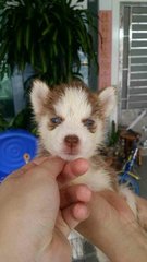 Husky Blue Eyes  - Husky Dog