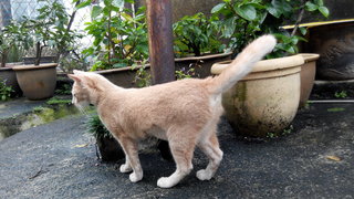 Creamie - Domestic Short Hair Cat