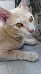 Creamie - Domestic Short Hair Cat