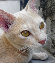 Creamie - Domestic Short Hair Cat