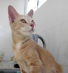 Creamie - Domestic Short Hair Cat