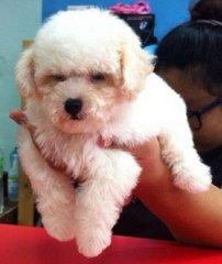 White Tiny Poodle - Poodle Dog