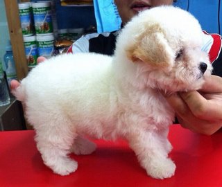 White Tiny Poodle - Poodle Dog