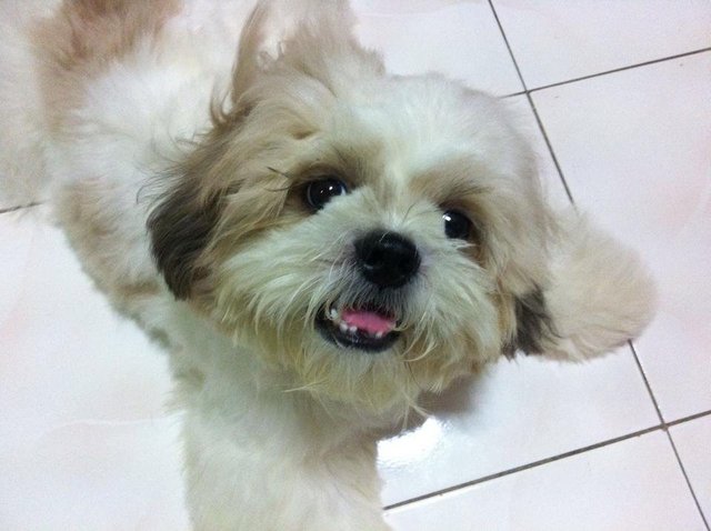 King - Shih Tzu Dog