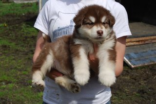 Real Super Giant Alaskan Malamute  - Alaskan Malamute Dog