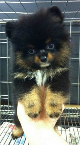 T Cup Pomeranian - Pomeranian Dog