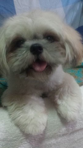 Bingo - Shih Tzu + Pekingese Dog