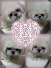 Bingo - Shih Tzu + Pekingese Dog