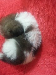 Mini Shih Tzu - Shih Tzu Dog